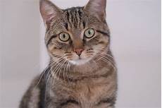 shorthair cat cat pictures european shorthair cat shorthair cat cat pictures european shorthair cat
