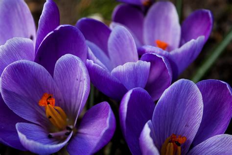 105 Things That Are Purple in Nature (Photos)