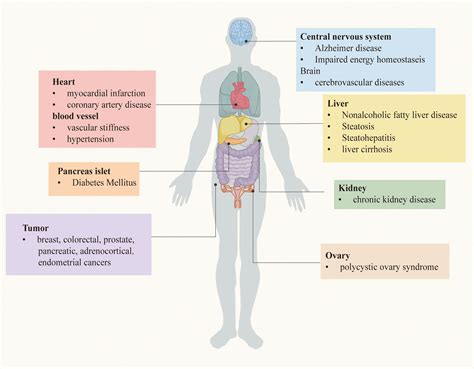 Frontiers | The crucial role and mechanism of insulin resistance in ...