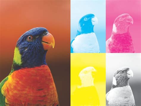 Image result for CMYK Color Separation Software