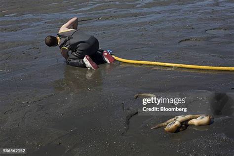 Image result for Geoduck Digging