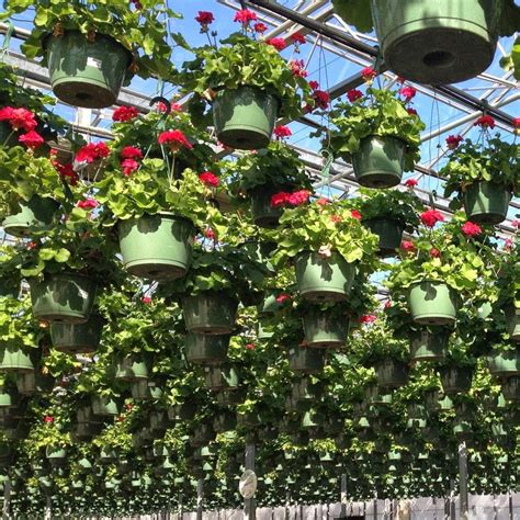 Grower's Outlet Loganville Ga