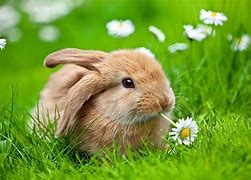 Image result for Cute Swett Little Bunny