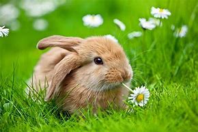 Image result for Rabbit in Flowers Cute