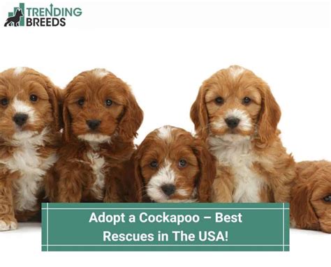 Image result for Cockapoo Rescue Dogs