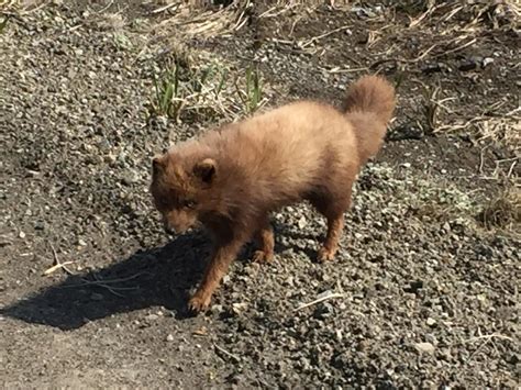 Shemya Island Photos