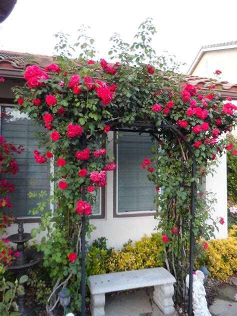 30+ Climbing Rose Trellis Ideas