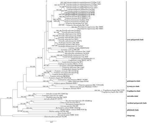 An Updated Phylogenetic Assessment and Taxonomic Revision of ...