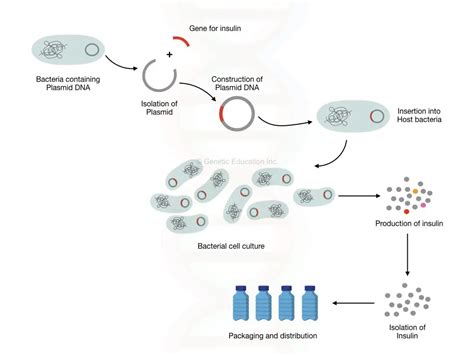 Genetic Engineering Process 的图像结果