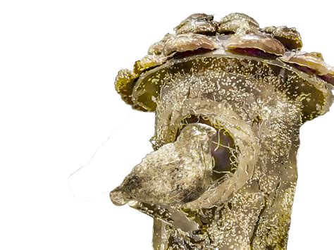 Gold Bird And House Free Stock Photo - Public Domain Pictures