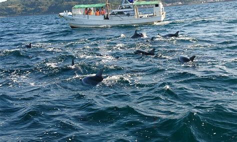 AMAKUSA DOLPHIN INFORMATION (2026) All You Need to Know BEFORE You Go ...