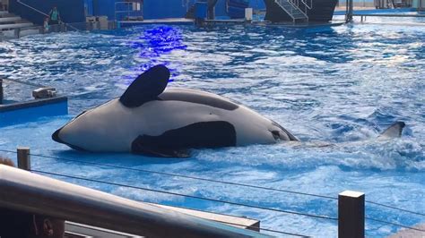 Shamu