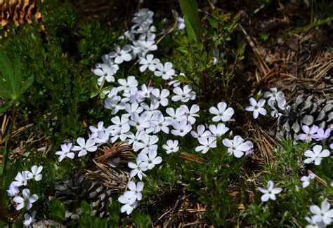 Alpine (and Arctic) Tundra Plant Adaptations – Biogeography Teaching ...