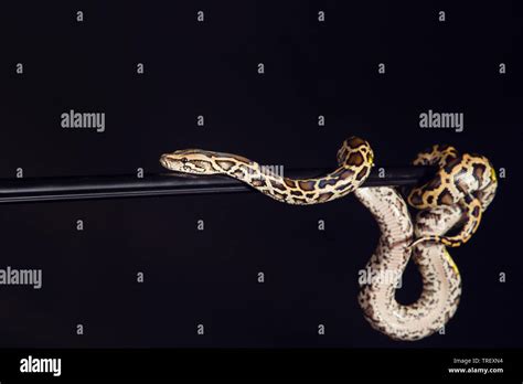 Image result for Python Tigre