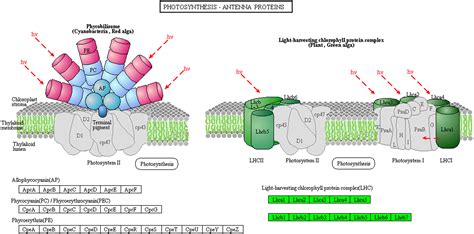 Comparative transcriptomic and proteomic analyses of the green and white parts of chimeric ...