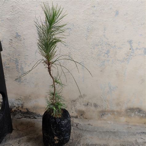 Healthy Vibe Plants Pine Tree Live Plant/Himalayan Plant/Cedrus Deodara ...