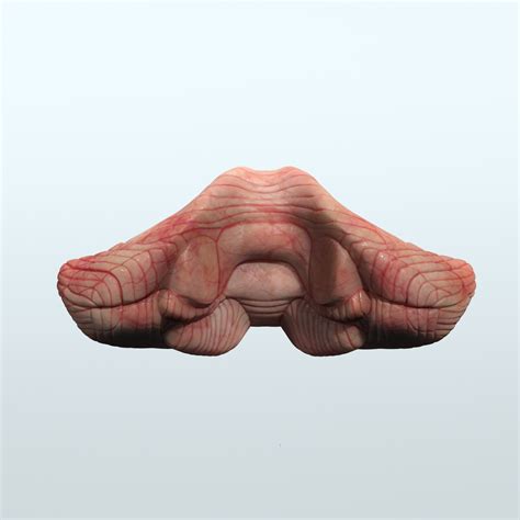 Brain Model 的图像结果