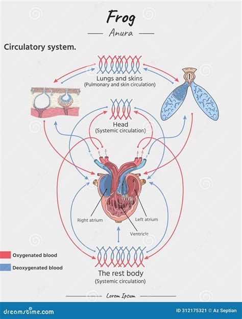 Frog Circulatory System Frog Wikipedia