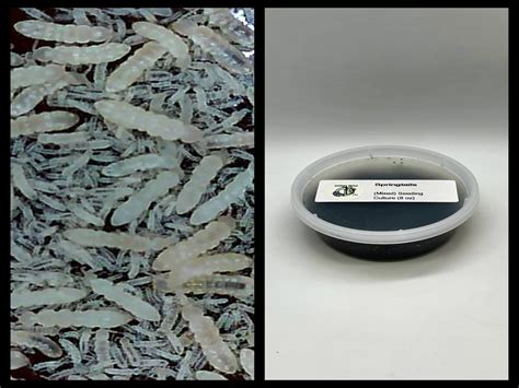 Critters Direct Live Springtails, Mixed Seeding Culture : Amazon.in ...