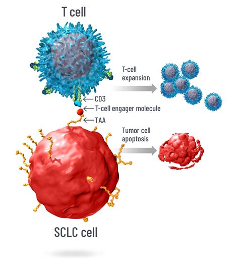 Investigational DLL3 & T-Cell Engager Technology for SCLC | DLL3 Possibilities