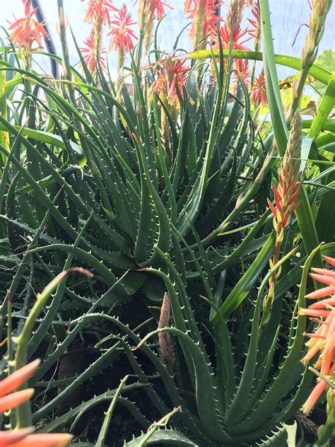 Aloe Plant Flower