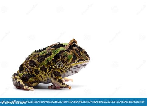 Amazonian Horned Frog Isolated on White Background Stock Photo - Image ...