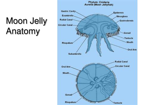 Anatomy The Moon Jellyfish