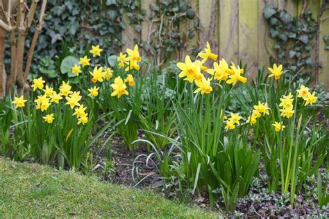 How to Plant Daffodil Bulbs: Top Tips for Planting Daffodil Bulbs