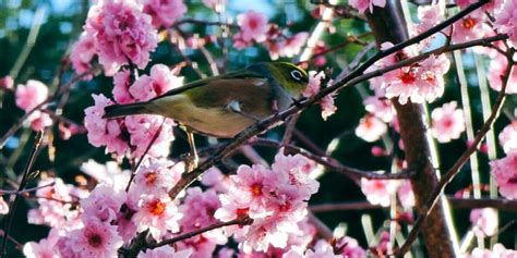 Flowering Plum Tree 的图像结果