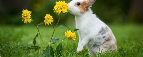 梦见兔子是什么意思 女人梦到好多兔子有什么预兆 - 致富热