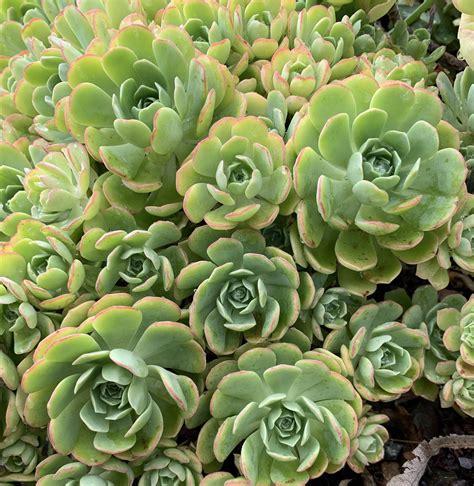 (Workshop) Dry Garden Botany- Crassulaceae [Old World] - The Ruth Bancroft Garden & Nursery