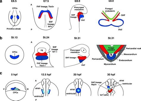 Image result for Mouse Embryo Heart Development