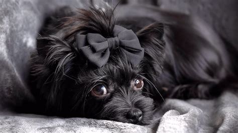 Colour Me In | All-Black Yorkshire Terrier Puppies Scotland UK