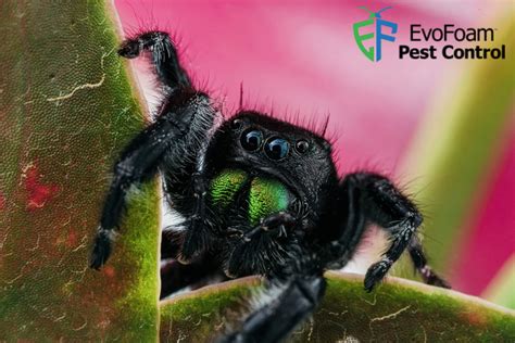 Jumping Spider Bites