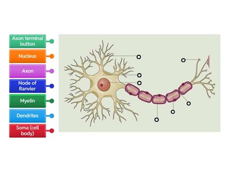 Labelling a Neuron 的图像结果