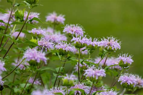 Drought-Resistant Native Plants For Southern Pennsylvania