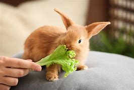 Image result for baby rabbit food