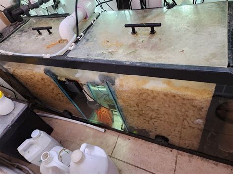 Image result for Low-Tech Discus Tanks