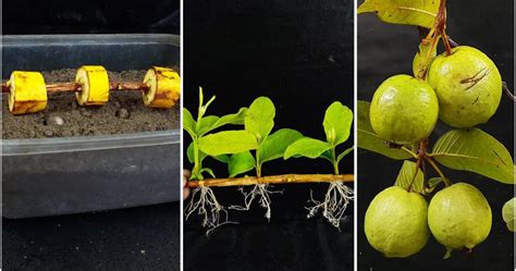 Image result for Planting Guava Tree