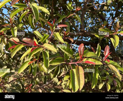 laurel sumac (Malosma laurina), Plantae, Irvine, CA, USA Stock Photo - Alamy
