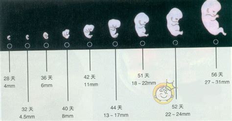 婴儿发育过程图解 胎儿发育过程图片详解 胎儿发育专题_第二人生
