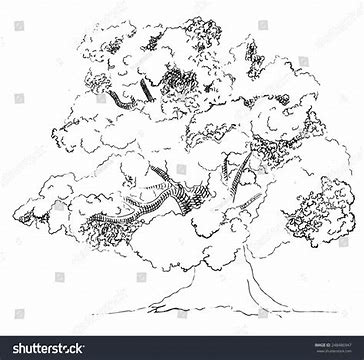 tutorial fruits and vegetables drawing for colouring