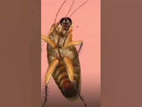 Dancing Cockroach 的图像结果