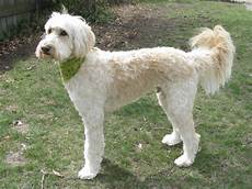 16 new goldendoodle haircut guide pictures meowlogy f1 labradoodle short cut google search labradoodle haircut 16 new goldendoodle haircut guide pictures meowlogy f1 labradoodle short cut google search labradoodle haircut