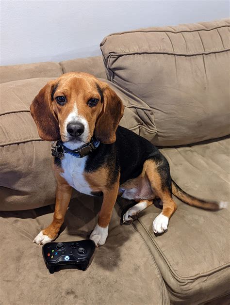 Beagle or beagle + hound mix? (Possibly coonhound) : r/beagle