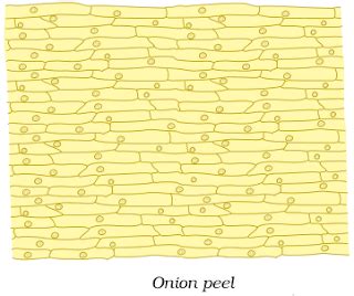 Cell Structure Class 8 的图像结果