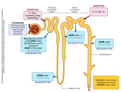 Tubular Reabsorption and Secretion – Integrated Human Anatomy and ...