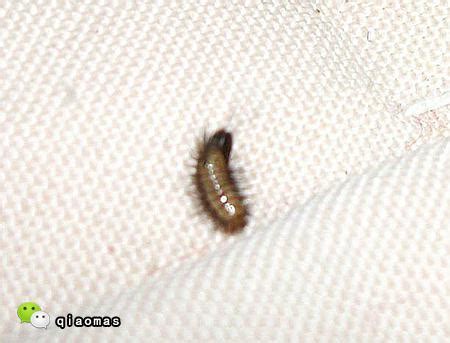 床垫长虫子，有图求鉴定是什么虫子，怎么杀，现在床垫商不认这个虫子是床垫长的_百度知道