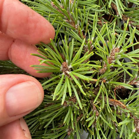 Miniature Garden Shrub Mops Dwarf Mugo Pine - Pinus mugo 'Mops' - Two ...