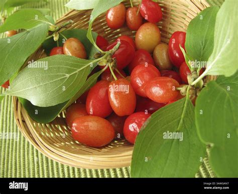 Flowering cornelian cherry dogwood hi-res stock photography and images ...